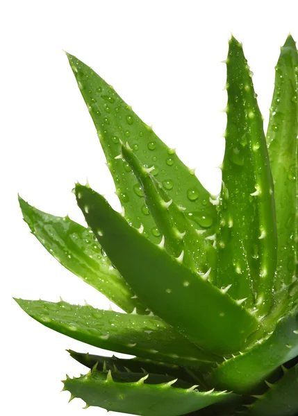 Aloe Vera Med Vattendroppar Isolerad Vit — Stockfoto