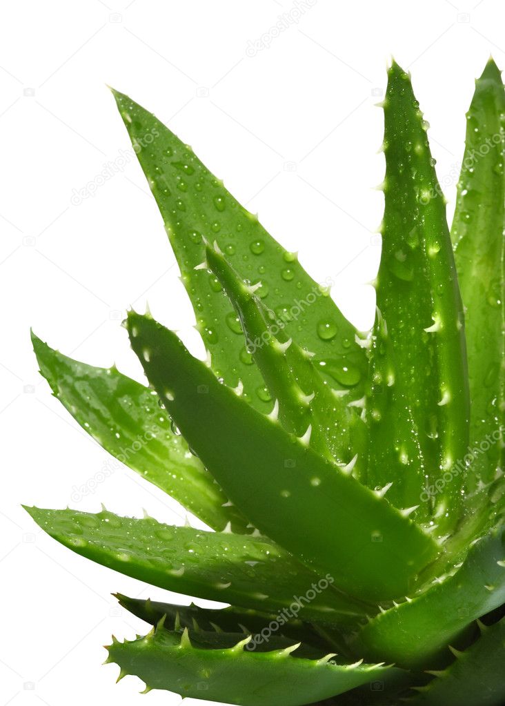 Aloe Vera with water drops isolated on white