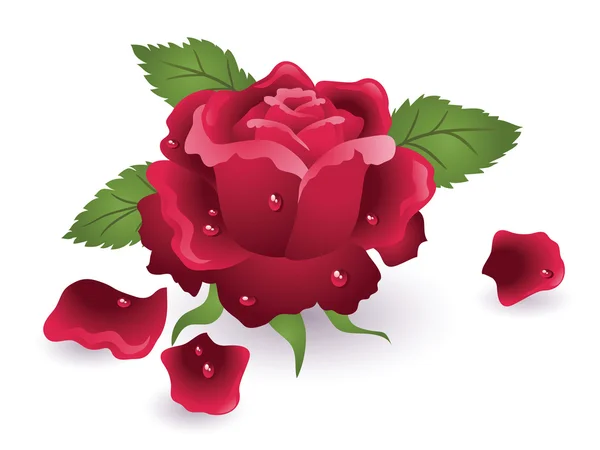Τριαντάφυλλο με δροσοσταλίδες — Διανυσματικό Αρχείο