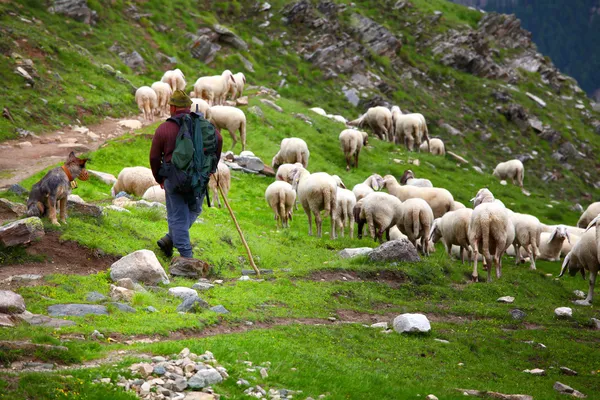 Iş yerinde çoban — Stok fotoğraf