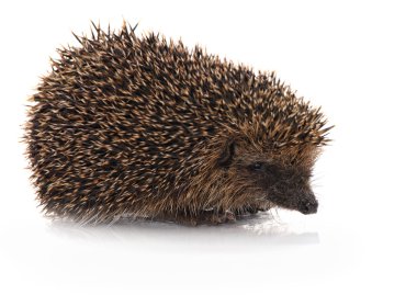 Closeup of hedgehog clipart