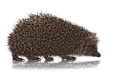 Cute hodgehog on white clipart