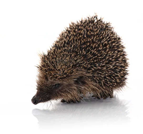 Hodgehog портрет — стокове фото