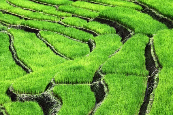 Rýžové pole — Stock fotografie