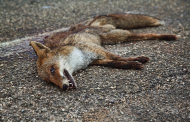 Dead fox body on the street clipart