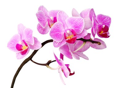 Isolated orchid clipart