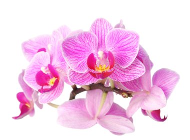 Orchid on white clipart