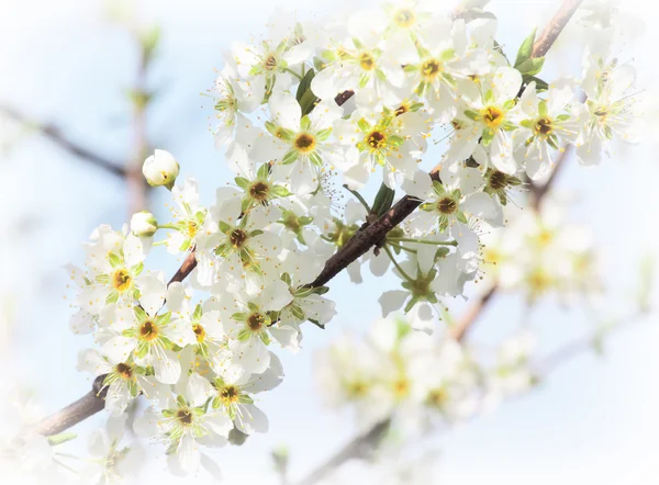 Körsbärsblommor blomma — Stockfoto