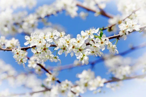 Třešňový květ květ — Stock fotografie
