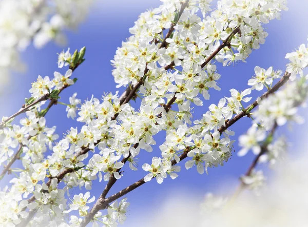 Kiraz ağaçları çiçek — Stok fotoğraf