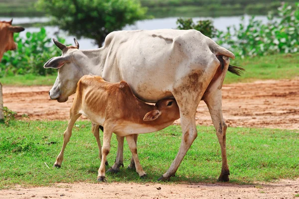 Μητέρα αγελάδα — Φωτογραφία Αρχείου