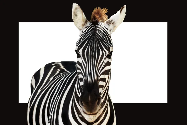 Stock image Zebra