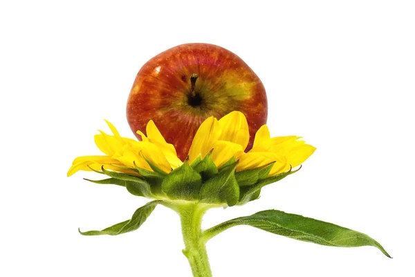 Słonecznik na łodygi — Zdjęcie stockowe