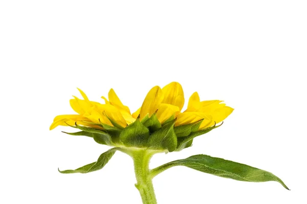 Sunflower on stalk — Stock Photo, Image