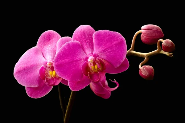Orquídea em blackdismissed ; — Fotografia de Stock