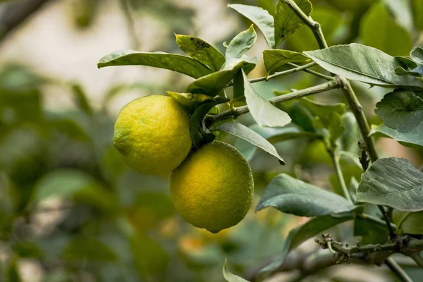 stock image Two lemons