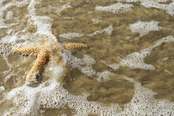 The Star in waves — Stock Photo, Image