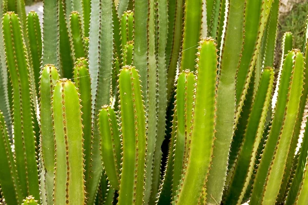Trunks of a cactus — Stock Photo, Image