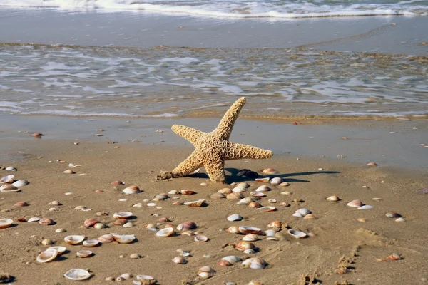 The Star in water — Stock Photo, Image