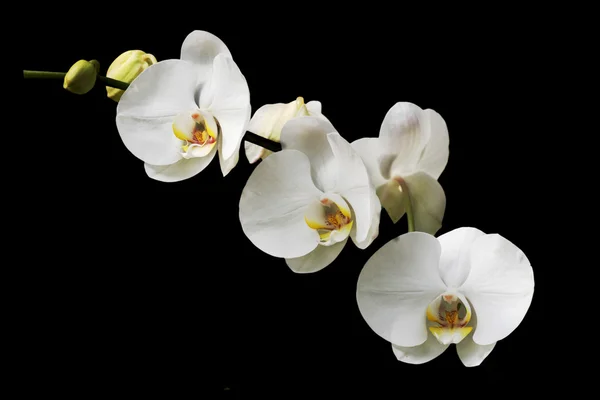 在黑色背景上的白色兰花的分支 — 图库照片