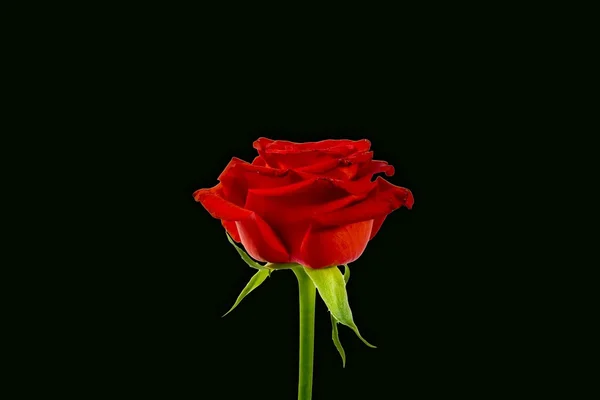 Rote Knospe einer Rose — Stockfoto