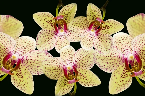 Žluté orchideje — Stock fotografie