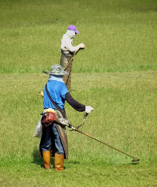 Lavoratori che tagliano erba con tagliatori — Foto Stock
