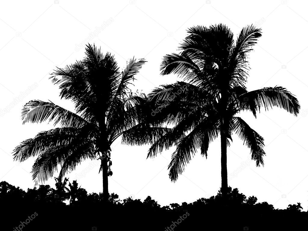 Palm Trees and Shrubs