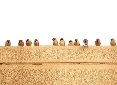 Sparrows on a Wall clipart