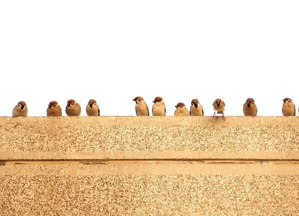 Vrabci na zeď — Stock fotografie