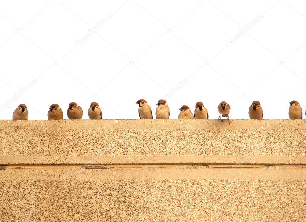 Sparrows on a Wall