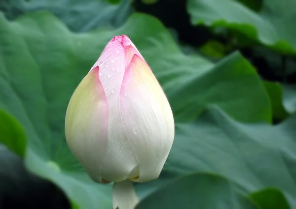 大きな蓮の花のつぼみ — ストック写真