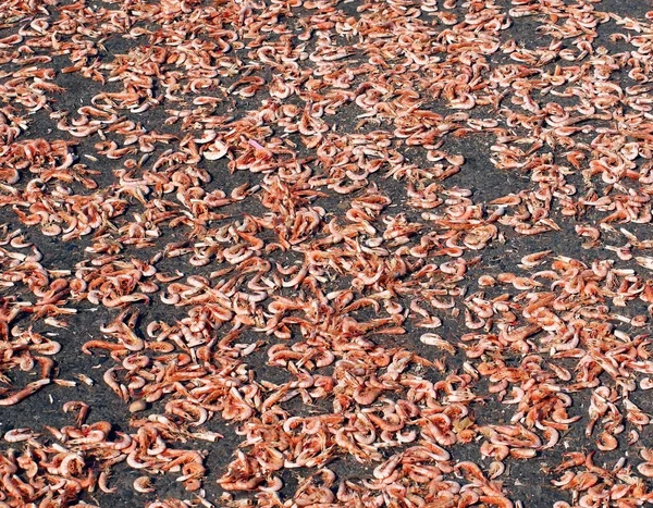 Trocknen von Tonnen von Garnelen — Stockfoto