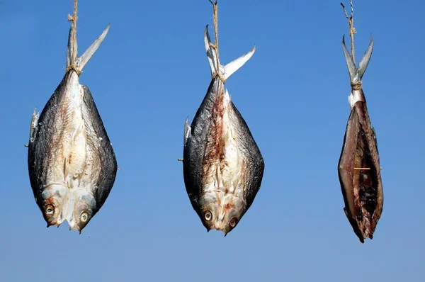 Tre pesci che si asciugano al sole — Foto Stock
