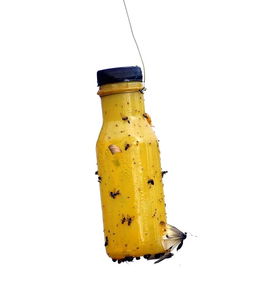 Vuela pegajosa y receptor de insectos — Foto de Stock
