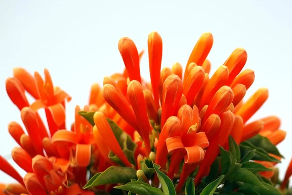 橙色金银花 (忍冬 ciliosa) — 图库照片