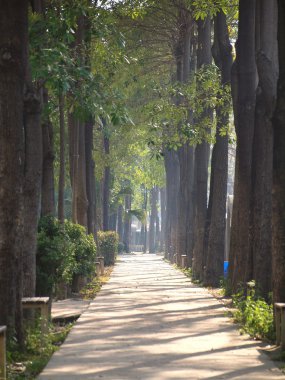 Park güneşli yolu