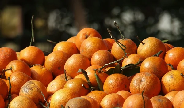 Verse natuurlijke sinaasappelen te koop — Stockfoto