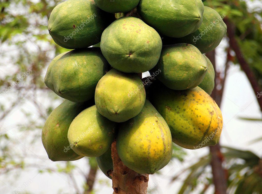 Papaya Tree — Stock Photo © shiyali 5306364