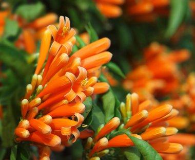 Bright Orange Honeysuckle (Lonicera ciliosa) clipart