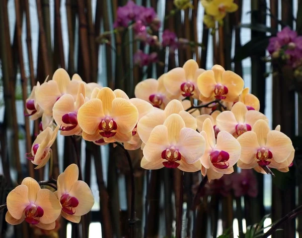 Orchidee della farfalla arancione — Foto Stock