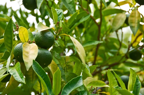 stock image Green tangerines in a tree