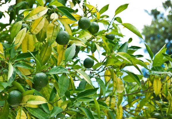 stock image Green tangerines in a tree