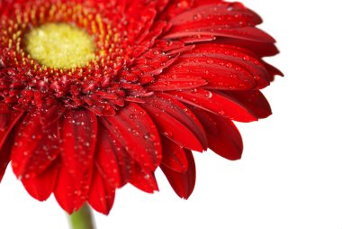 su damlaları içinde kırmızı gerbera