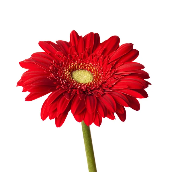 Gerbera ดอกไม้สีแดง — ภาพถ่ายสต็อก