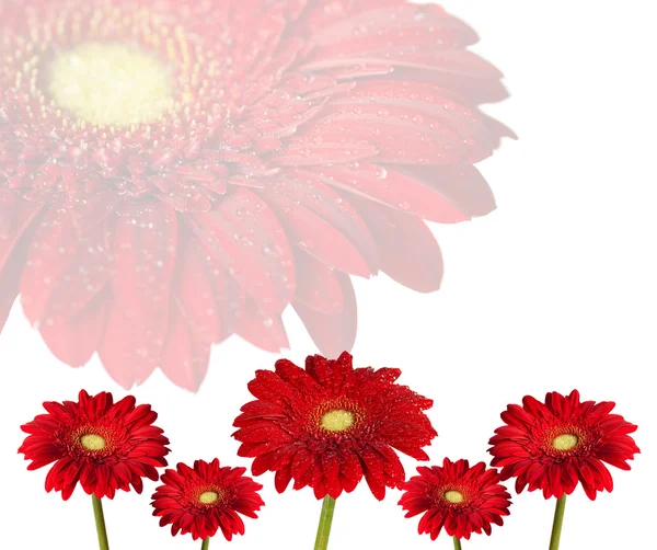 Rote Gerbera-Blüten — Stockfoto
