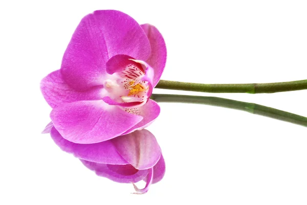 Orkidé Blomma Isolerad Vit — Stockfoto