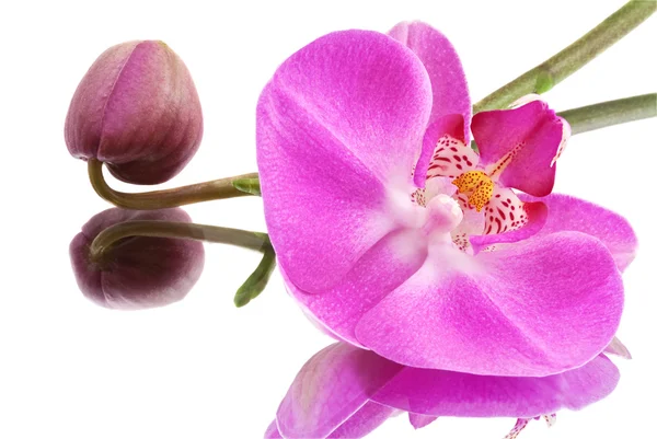 Flor Orquídea Isolada Branco — Fotografia de Stock