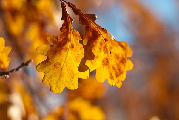 Yellow in autumn oak leaves — Stock Photo, Image