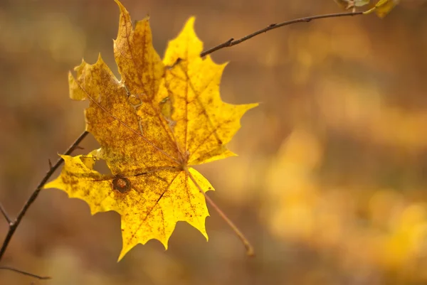 Autumn Yellow Maple Leaf Branch — Stock Photo, Image